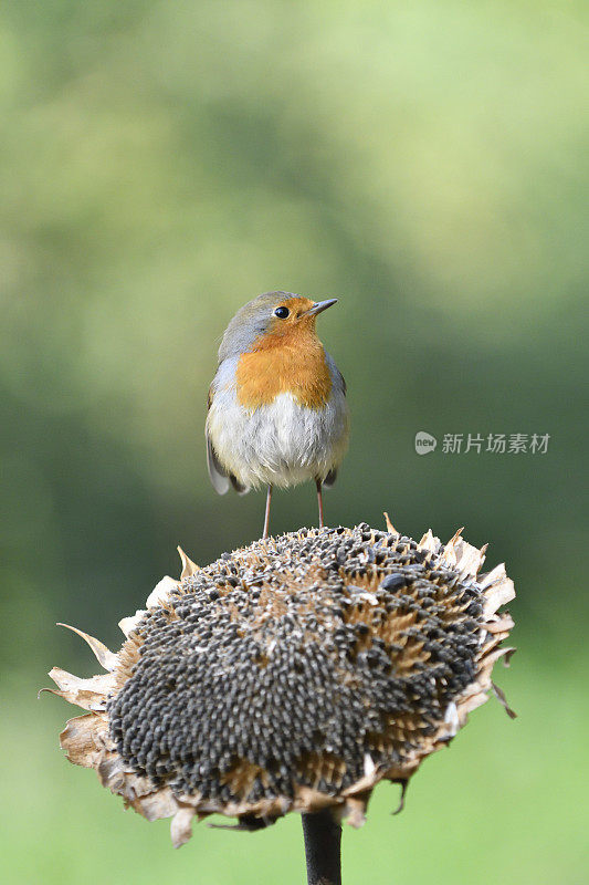 向日葵上的罗宾(Erithacus rubecula)